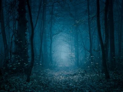 dark-woods-iStock